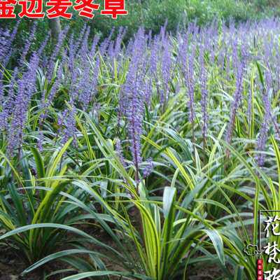 极速金边麦冬草会k开花庭院耐寒地被植物花草工程绿化苗阔叶苗宽