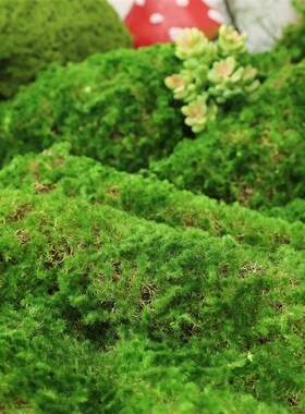 新品短绒苔藓微景观青苔r铺面幼儿园阳台室内装饰造景植物人造仿