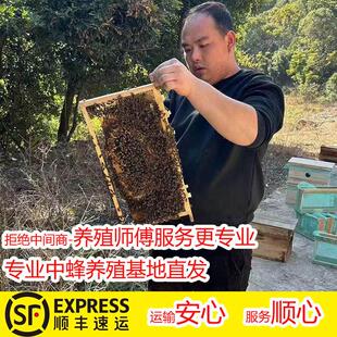 京东蜜蜂群带王带子脾蜂箱活体阿坝开产王笼蜂土蜂中蜂蜂群出售