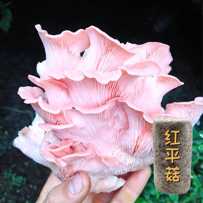 蘑菇种植包在家种菌种菌包平菇榆黄磨菇种可食用自种