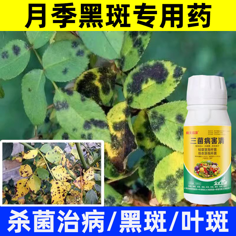 黑斑病专用药月季花虫害白