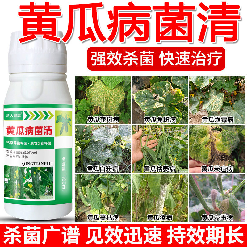 黄瓜专用药杀菌剂靶斑病灰