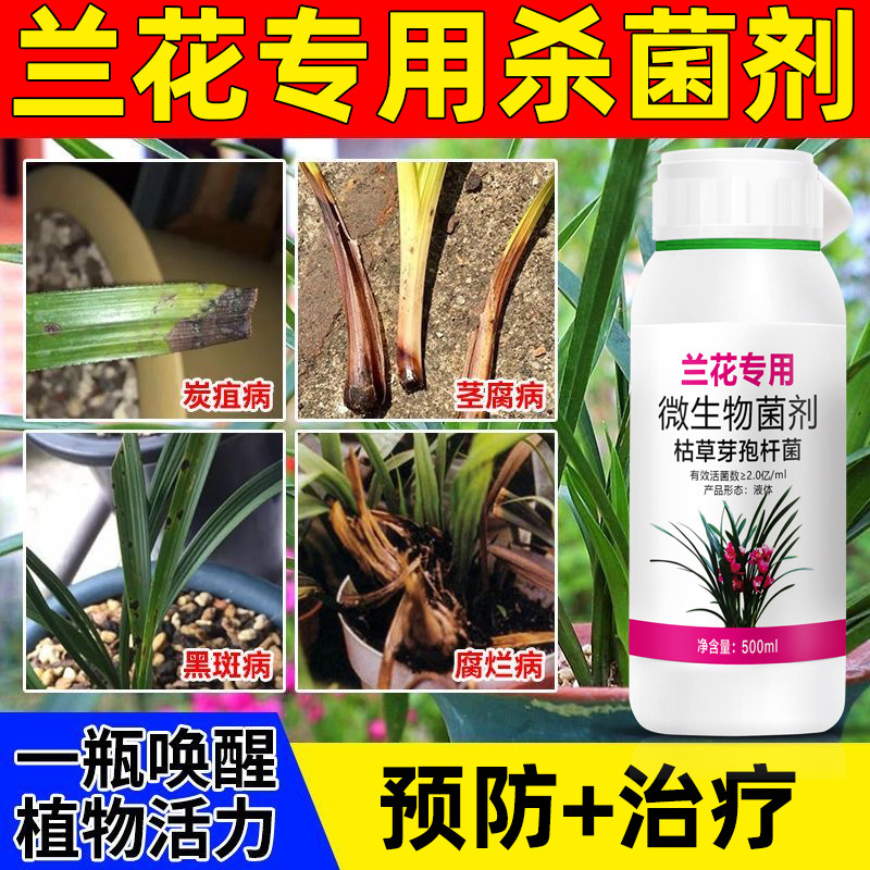 兰花专用药杀菌剂黑斑病软