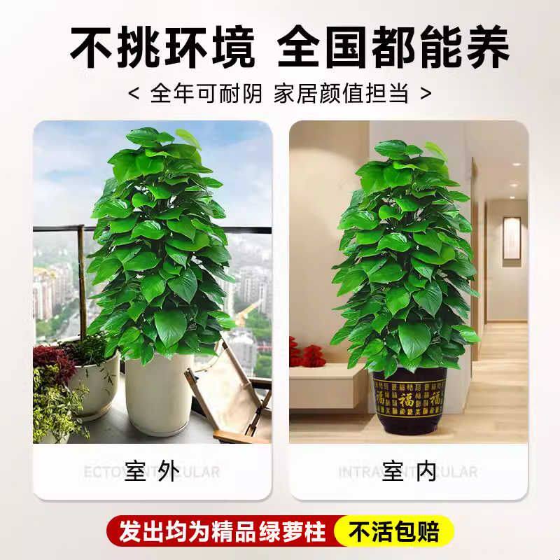 大叶绿萝柱盆栽大型绿植室内招财旺宅办公室绿箩客厅好养活