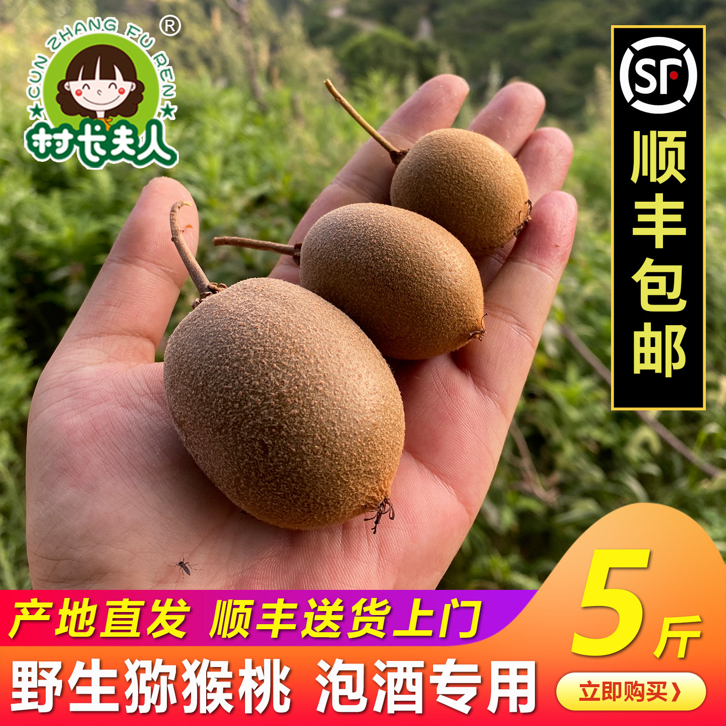正宗浙江野生小猕猴桃泡酒新鲜水果现摘藤梨绿心奇异果顺丰包邮