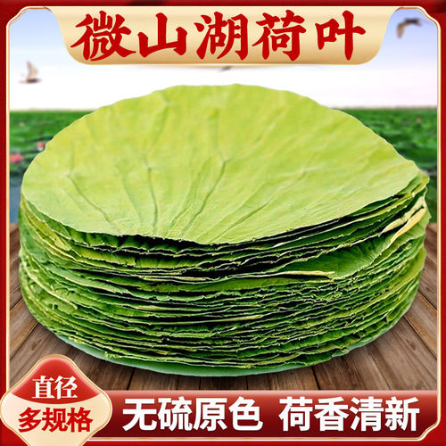 微山湖荷叶 整张包糯米鸡专用叫花鸡荷叶饭 莲叶茶干何叶片中药材