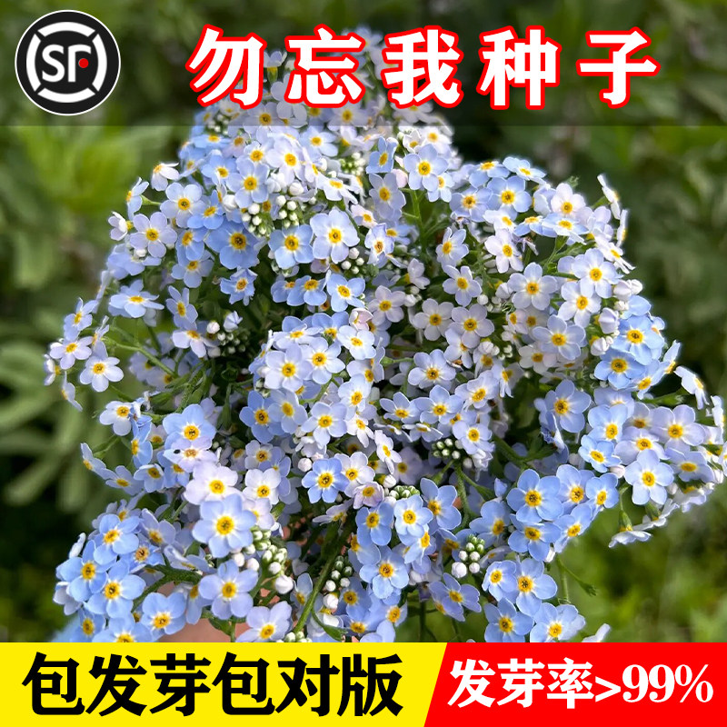 勿忘草种子中华高山勿忘我种籽可切花庭阳台院室内外盆栽春秋播