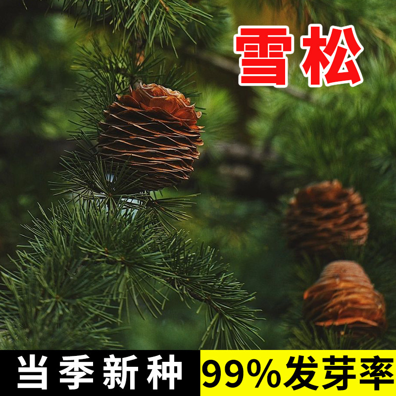 雪松新采种子 黄山松迎客松马尾松白皮松五针松黑松油松雪松种子