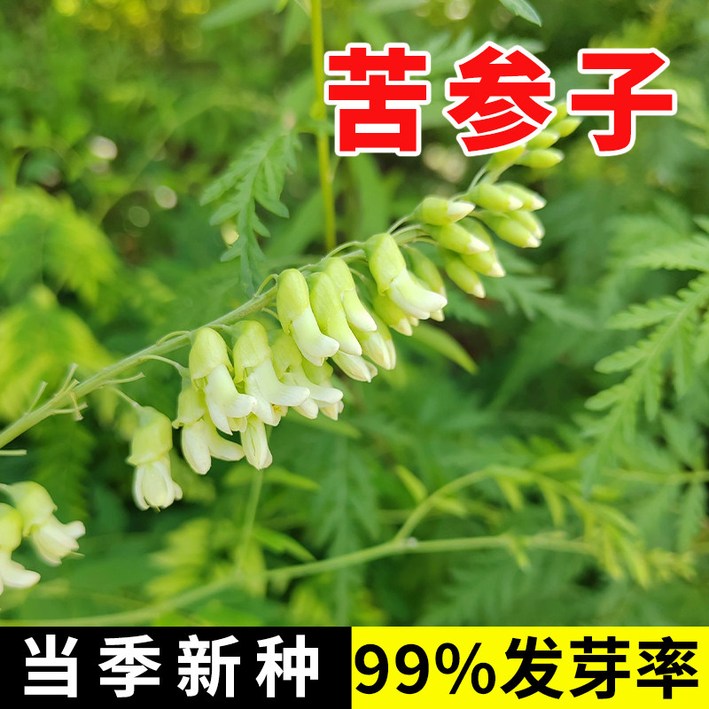 苦参子精选当归种野生纯新当归种籽材种植苗党参种孑图片