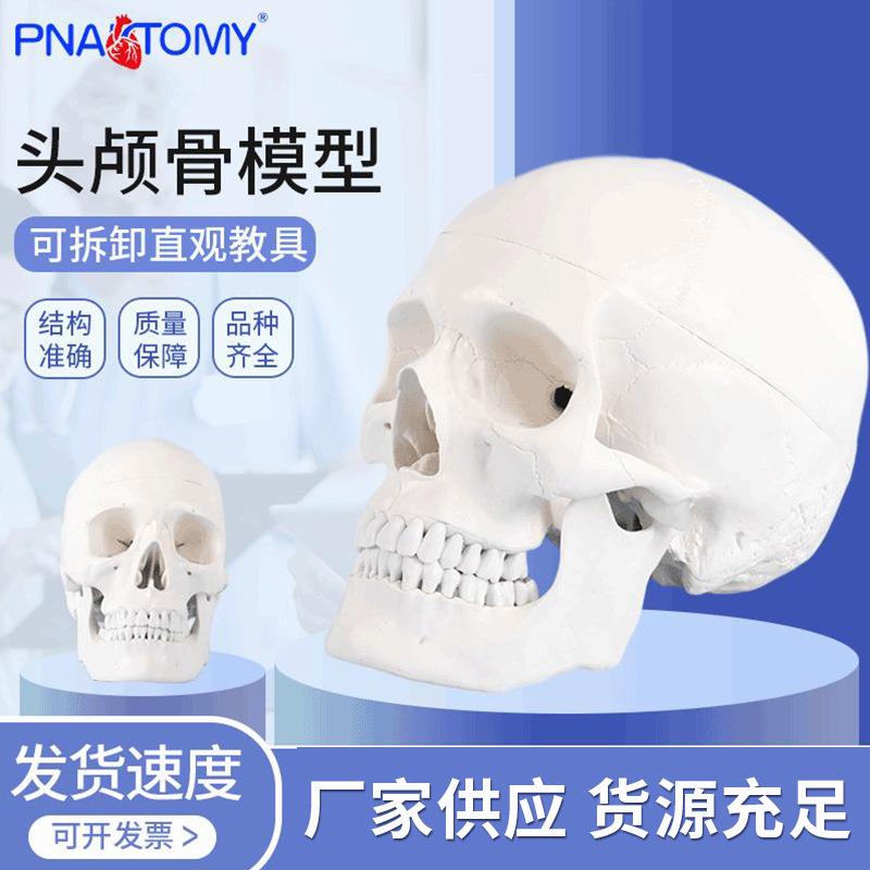1比1成人头骨模型口腔教学使用 美术写生临摹可拆头颅骨
