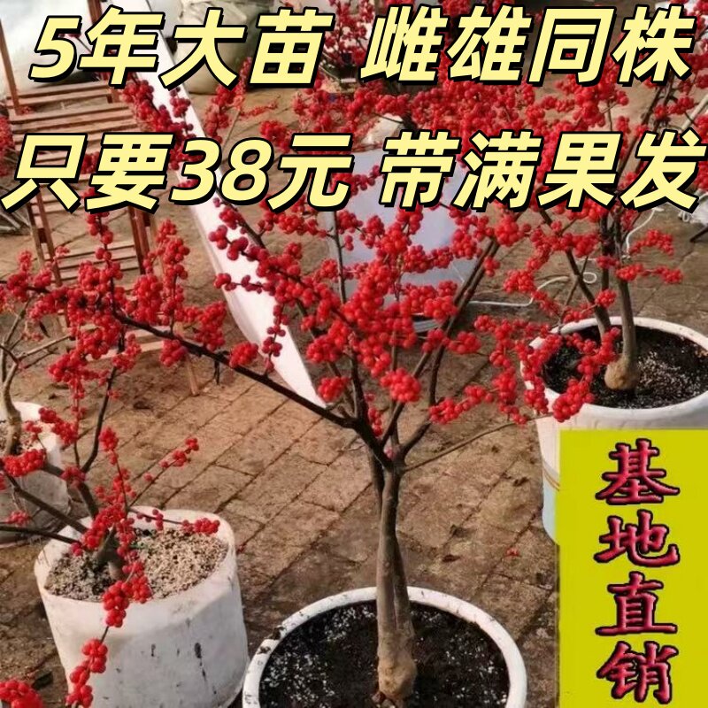 北美冬青树苗年宵花卉冬红果耐寒盆景老桩相思豆鲜切水培带果发货