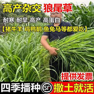 牧草种子狼尾草种子籽杂交狼尾草高产供草期长多次刈割禽畜牧草籽