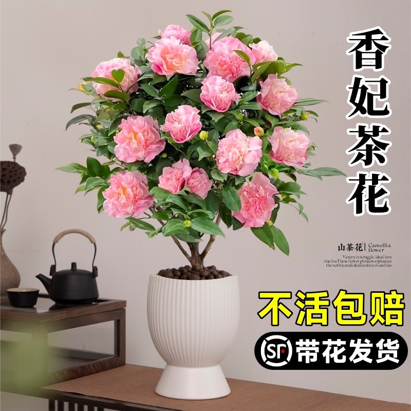 香妃山茶花盆栽带花办公室内阳台四季花卉绿植物山茶花树苗好养活,鲜花速递/花卉仿真/绿植园艺,绿植,淘宝优惠券,粉丝福利购,淘宝优惠卷