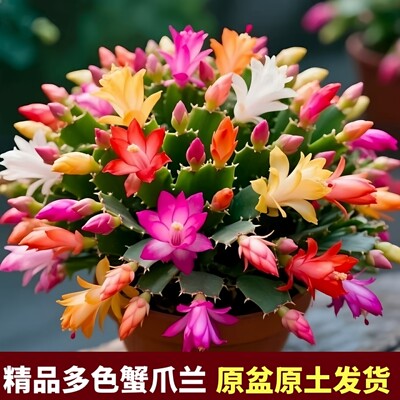 【原盆土】多色重瓣蟹爪兰