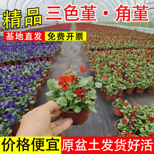 三色堇花苗耐寒室外庭院角