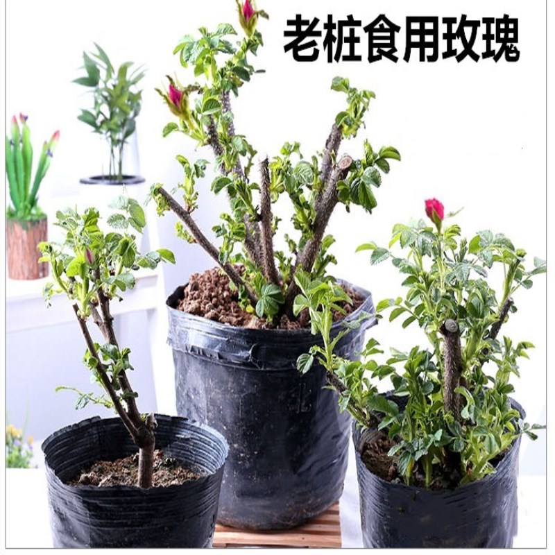 食用玫瑰桩花苗可平阴一图片