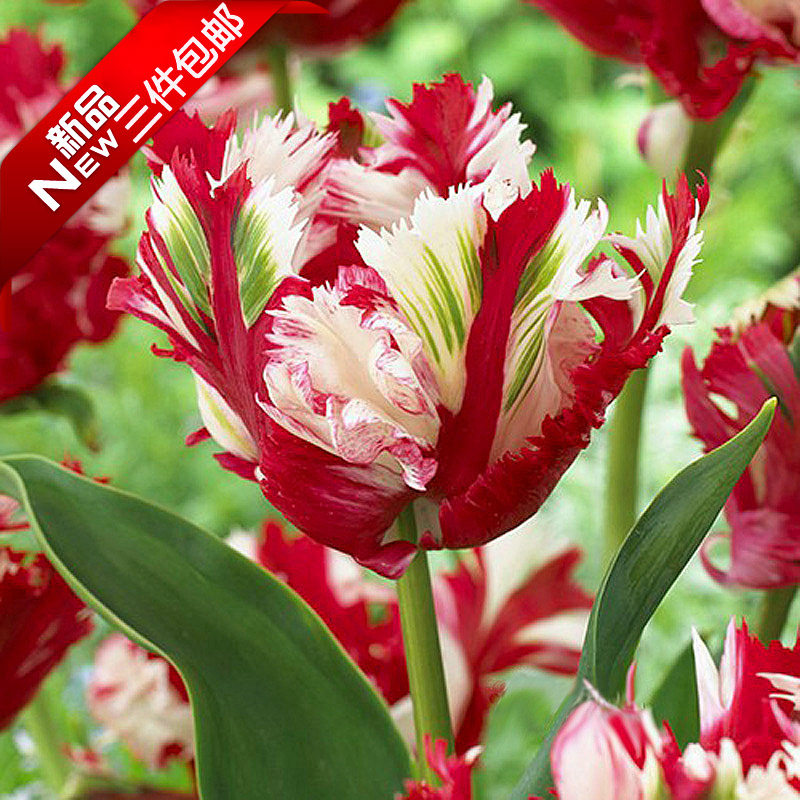 【5颗装带芽】稀有重瓣荷兰郁金香种球鹦鹉新品当年开花卉盆栽