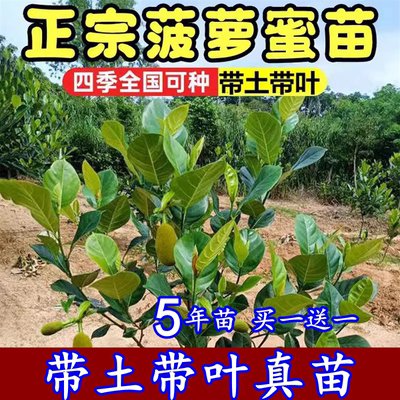 菠萝蜜树苗嫁接泰国红肉干