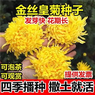 金丝皇菊种子盆栽植物贡菊杭白菊庭院泡茶黄菊花食用花卉菊花种籽