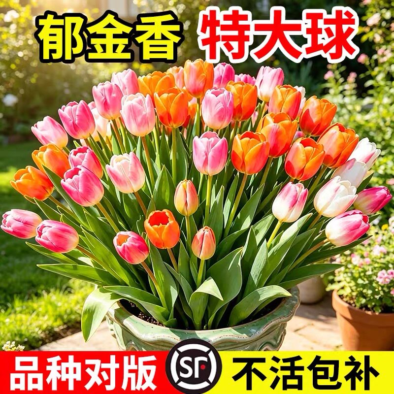 进口郁金香重瓣鹦鹉流苏特殊类进口大种球土培盆栽耐寒风信子花卉