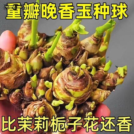 重瓣晚香玉盆栽花卉苞浓香型庭院室内耐寒植物带花当年开花多年生