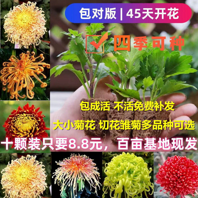 菊花苗包邮大菊花盆栽室内外庭院阳台花卉绿植物秋季开花菊花苗