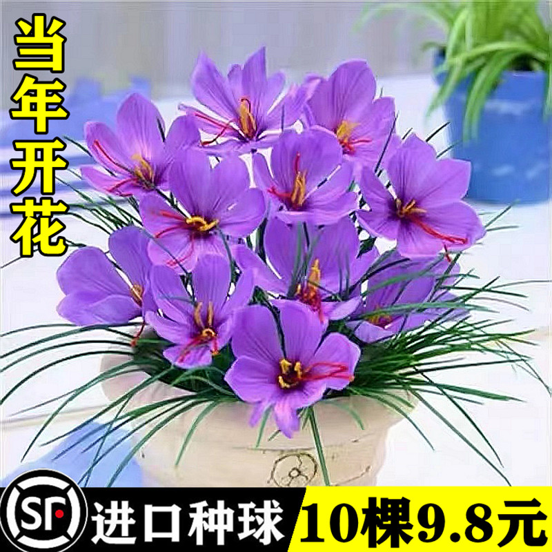 正宗藏红花种球盆栽子室内