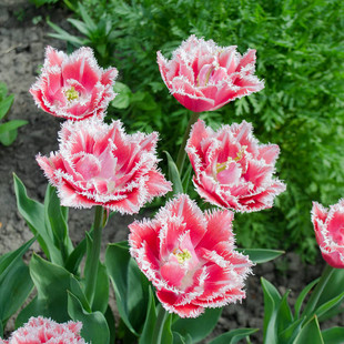 10颗郁金香重瓣鹦鹉流苏特殊类进口大种球土培盆栽耐寒风信子花卉