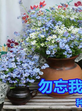 耐旱花卉粉色勿忘草种子庭院花坛阳台盆栽每年开花蓝色勿忘我花籽