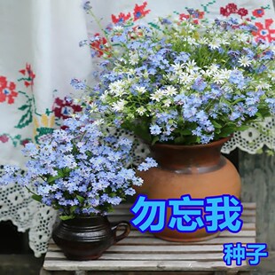 耐旱花卉粉色勿忘草种子庭院花坛阳台盆栽每年开花蓝色勿忘我花籽