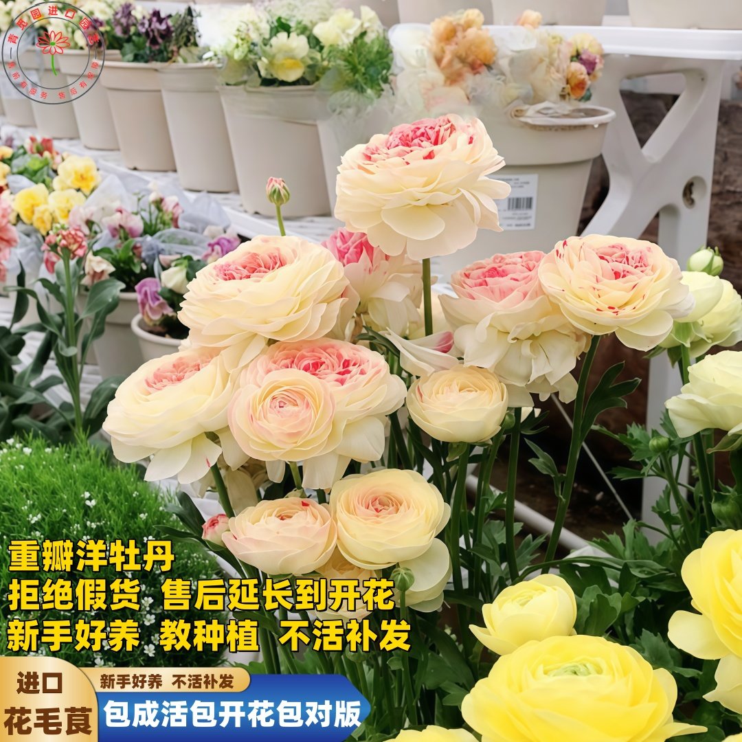 进口蝴蝶花毛茛种球根包活洋牡丹盆地栽花苗阳台多季开花卉绿植物,鲜花速递/花卉仿真/绿植园艺,家庭园艺种子,淘宝优惠券,粉丝福利购,淘宝优惠卷