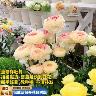 进口蝴蝶花毛茛种球根包活洋牡丹盆地栽花苗阳台多季开花卉绿植物