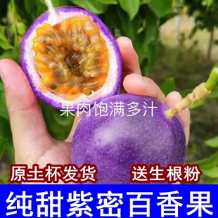 新品种紫蜜一号百香果甜蜜蜜二个一斤甜品种耐寒性强南北果树苗