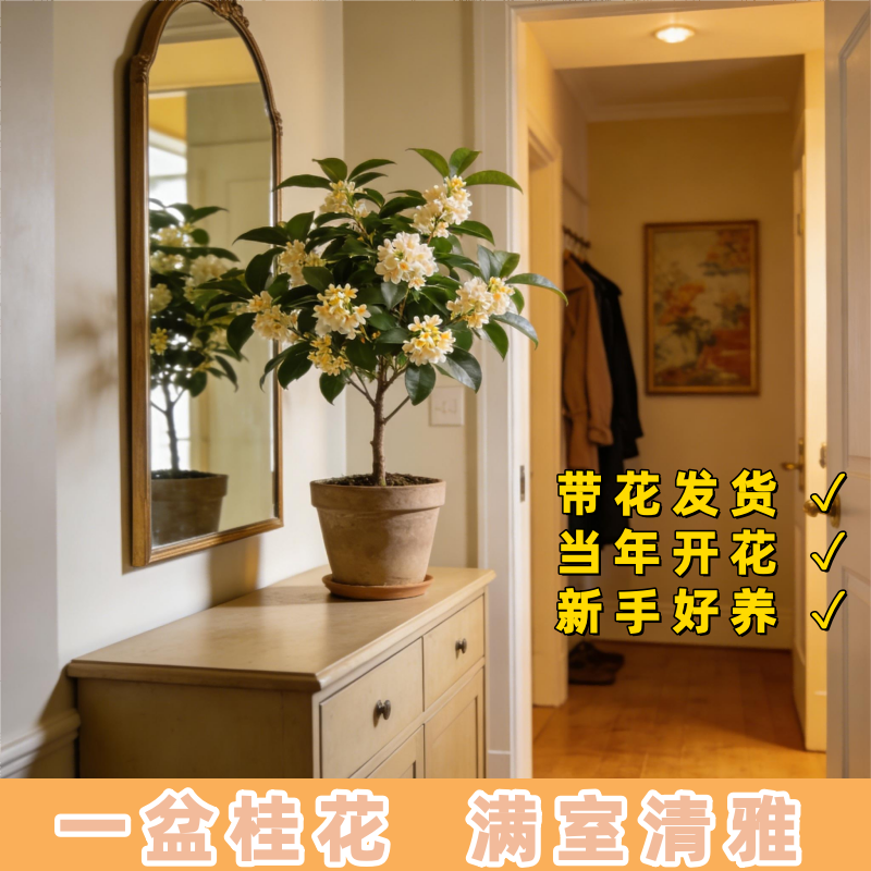 桂花树苗盆栽四季开花不断浓香