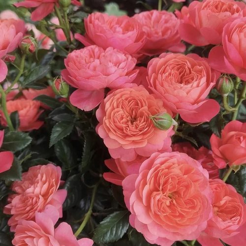 彩虹果汁，新品阳台月季花苗