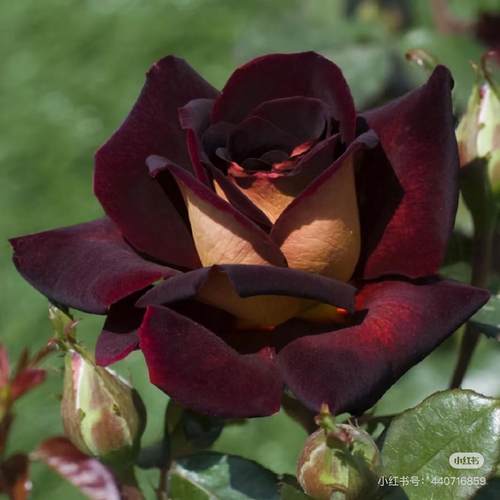 骇客月季玫瑰花苗四季开花