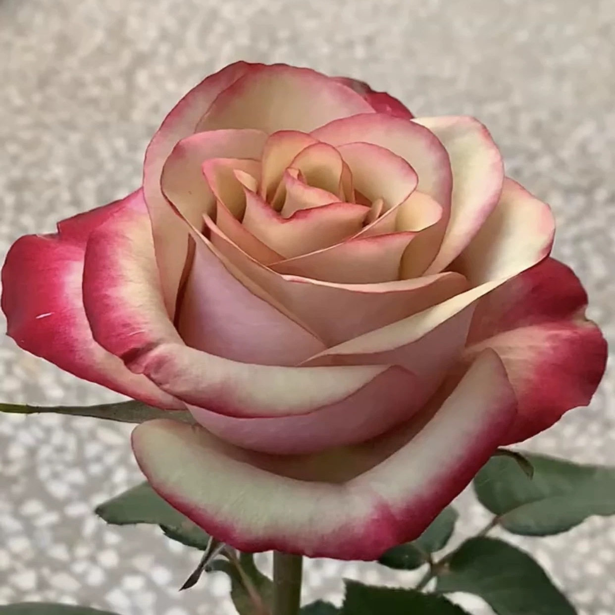 【红酒】 新品切花月季玫瑰花苗大花复古绿色到旧粉色阳台庭院
