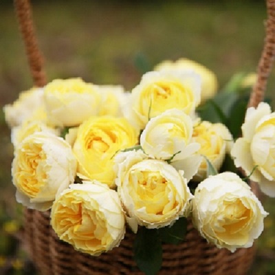 金丝雀 微型月季丰花勤花多季阳台玫瑰盆栽月季花苗