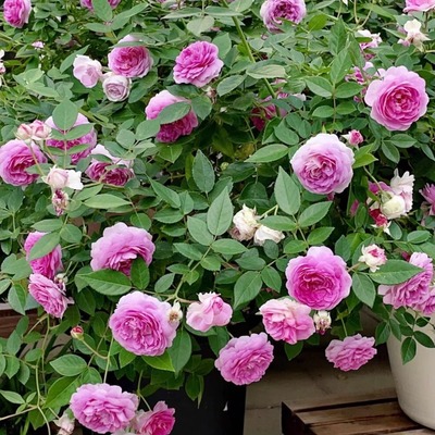 玛姬婶婶 丰花微月 多季开花盆栽阳台花园庭院 玫瑰月季花苗浓香
