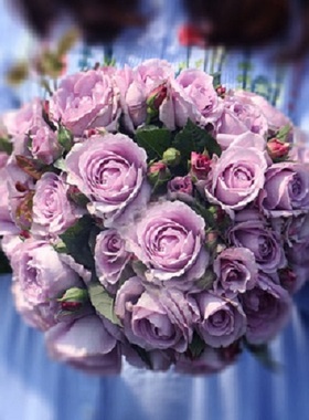 蓝色风暴 月季玫瑰花苗蓝紫色丰花灌木多季开花阳台盆栽花卉