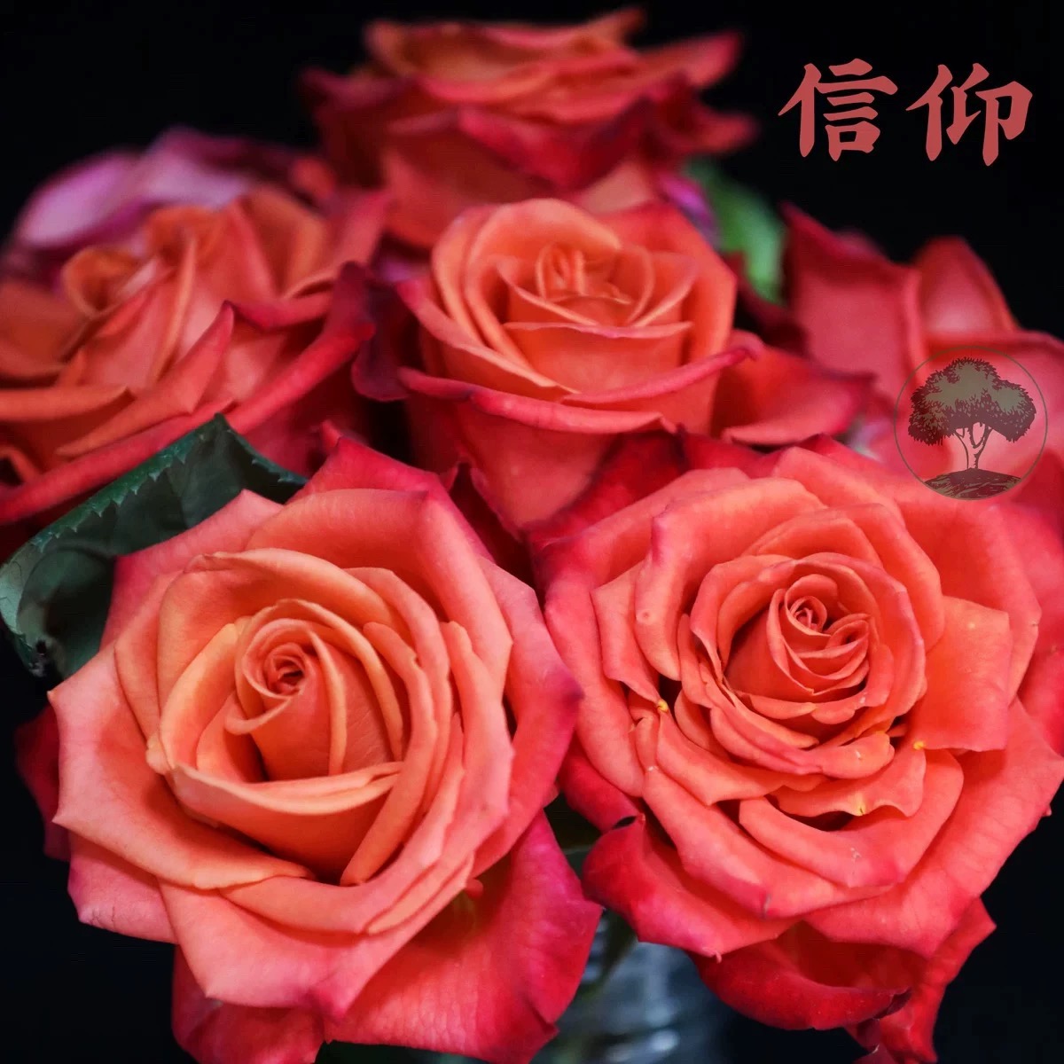 信仰 月季花苗切花耐热耐开月季花卉盆栽阳台地栽花苗庭院