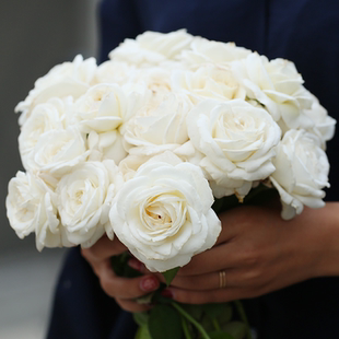 珍妮莫罗   白色大花浓香玫瑰月季花苗阳台盆栽花苗