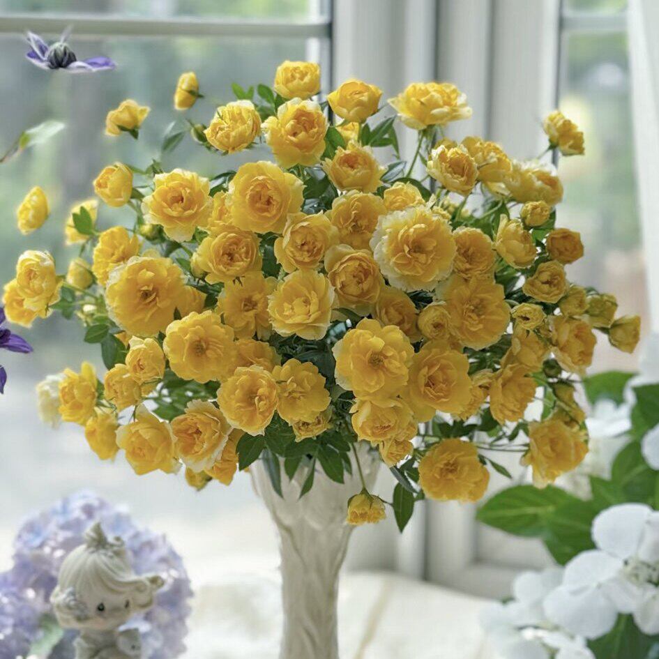 【黄金雅】多头勤花微月爆花机器多季开花月季玫瑰花苗耐寒耐热