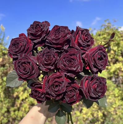 黑巴克 室外露天苗 光杆发货 黑红色玫瑰月季花苗阳台盆栽花卉