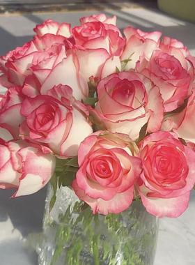 艾莎 大花浓香玫瑰切花月季花苗多季勤花阳台灌木盆栽庭院花卉