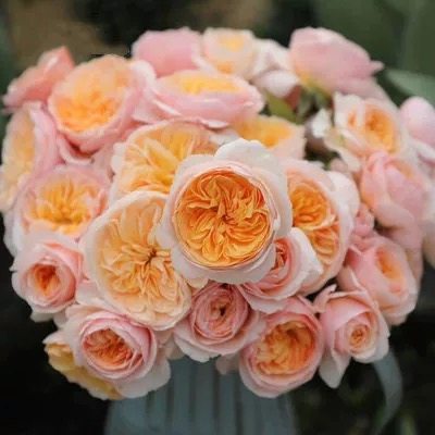 朱丽叶  大花浓香玫瑰月季花苗玫瑰灌木庭院阳台盆栽花卉多季开花,鲜花速递/花卉仿真/绿植园艺,月季/蔷薇/玫瑰,淘宝优惠券,粉丝福利购,淘宝优惠卷