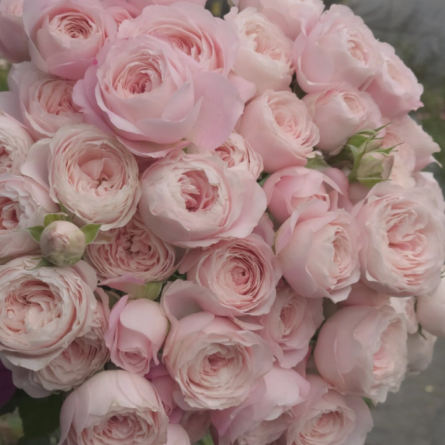 【仙子之吻】新品月季玫瑰花苗 粉色多头玫瑰花苗阳台切花盆栽