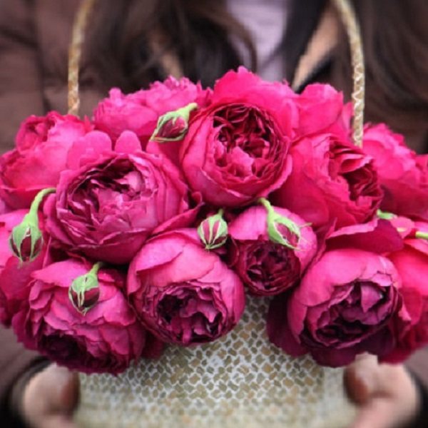 【秋日胭脂】 大花浓香勤花紫色月季玫瑰花苗阳台灌木盆栽,鲜花速递/花卉仿真/绿植园艺,月季/蔷薇/玫瑰,淘宝优惠券,粉丝福利购,淘宝优惠卷