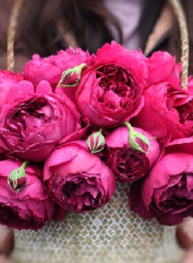 【秋日胭脂】 大花浓香勤花紫色月季玫瑰花苗阳台灌木盆栽