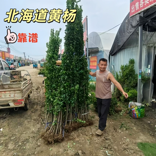 北海道冬青黄杨树苗围墙篱笆四季常青大叶丛生冬青树苗庭院绿化苗